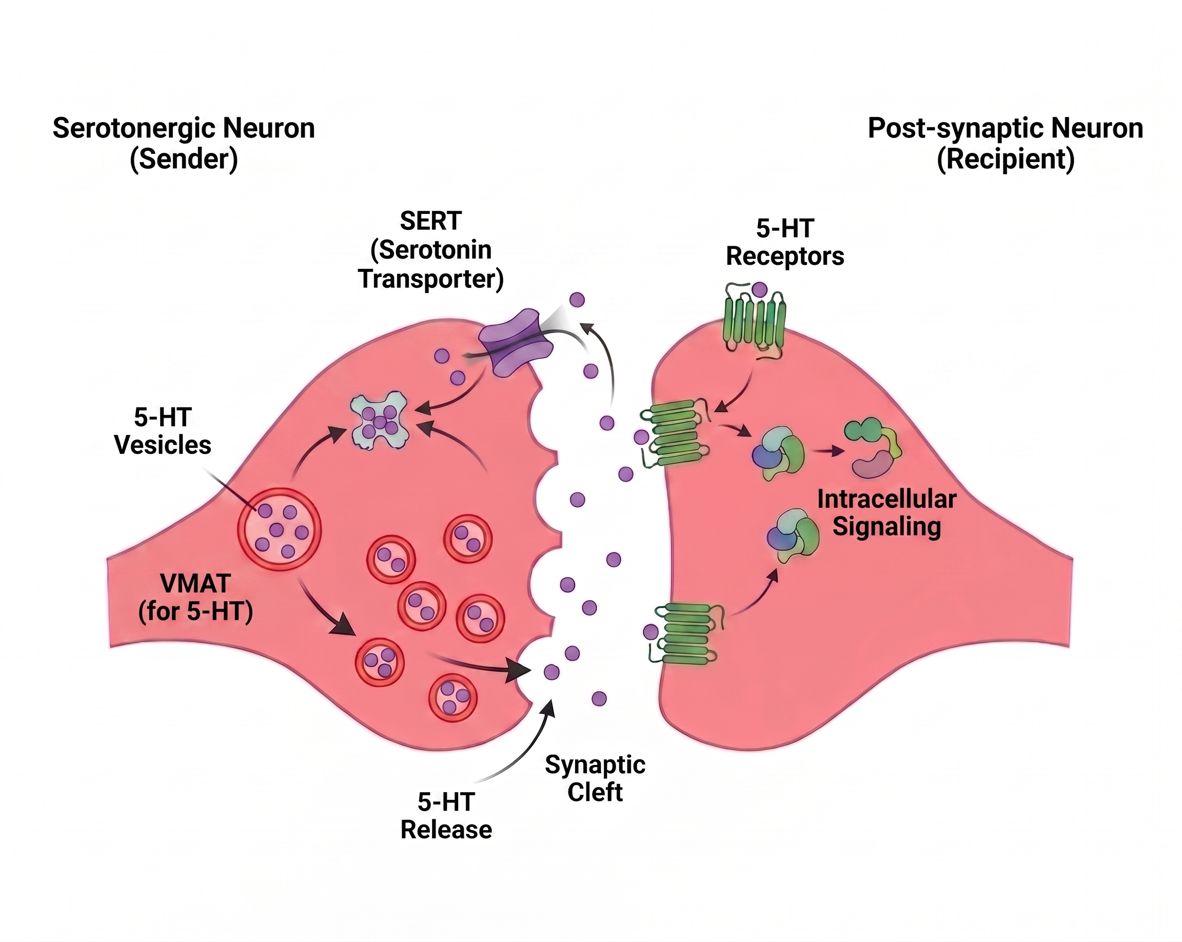 Serotonergic synapse